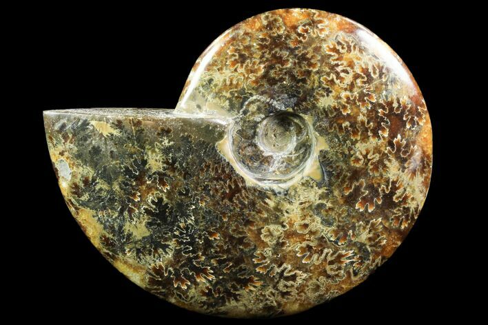 Polished, Agatized Ammonite (Cleoniceras) - Madagascar #88141